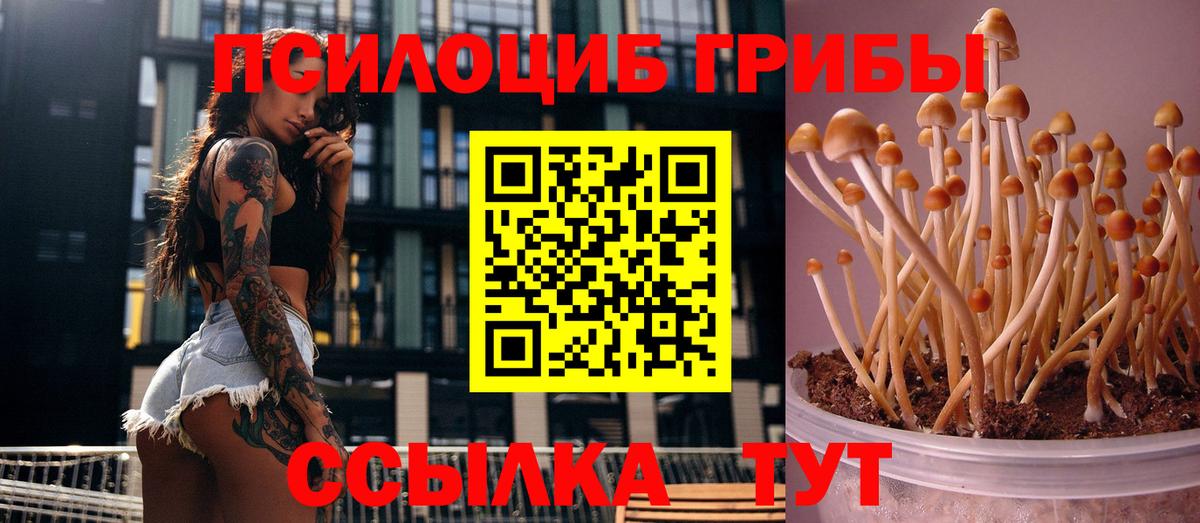 Тимашёвск  Галлюциногенные грибы Psilocybine cubensis  Вход с VPN 